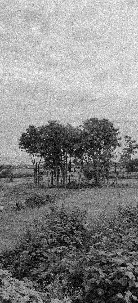 Noisy Image